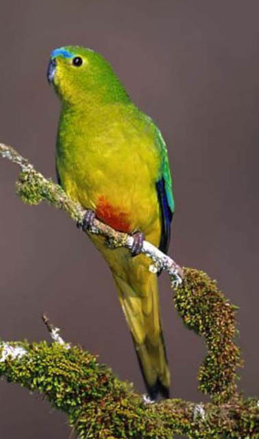 Neophema chrysogaster 